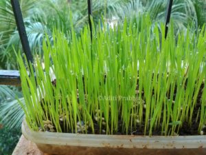 Wheatgrass