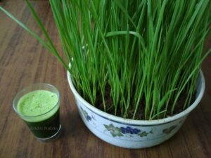 Wheatgrass