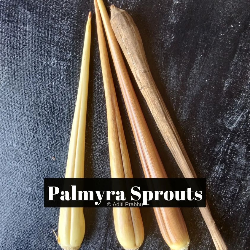 Palmyra Roots