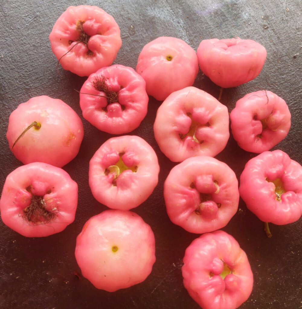 java apples 