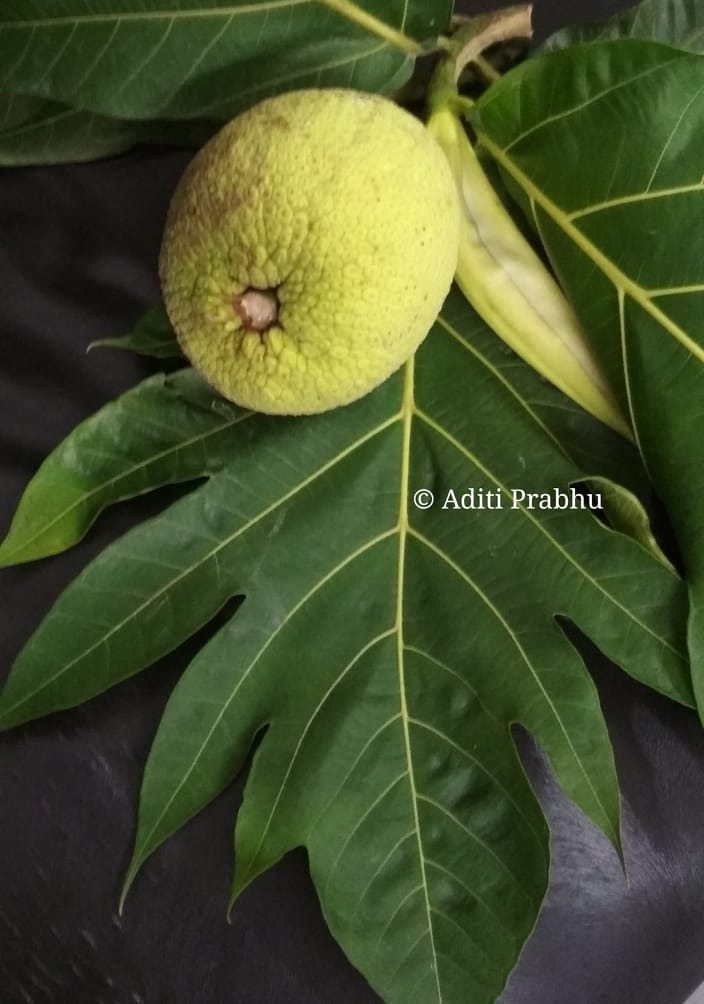 Breadfruit