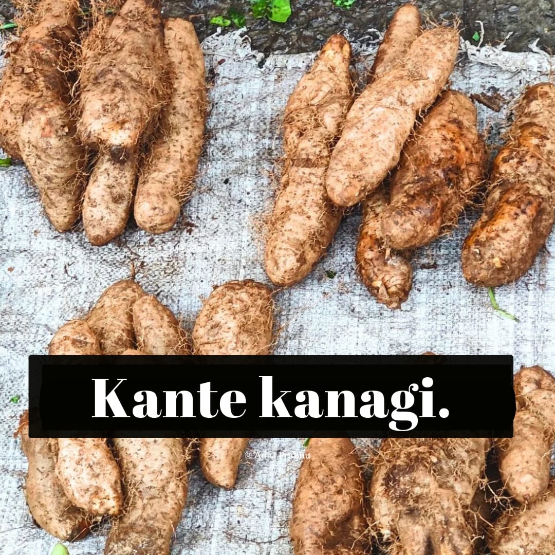 Kante Kanagi