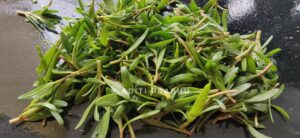 Read more about the article Moras Bhaji: The wild food for fasts