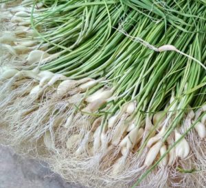 Green garlic thecha