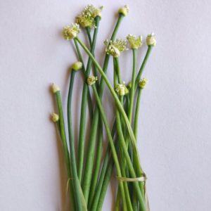 Spring Onion Flowers