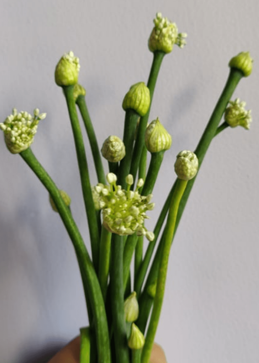 Onion Flowers