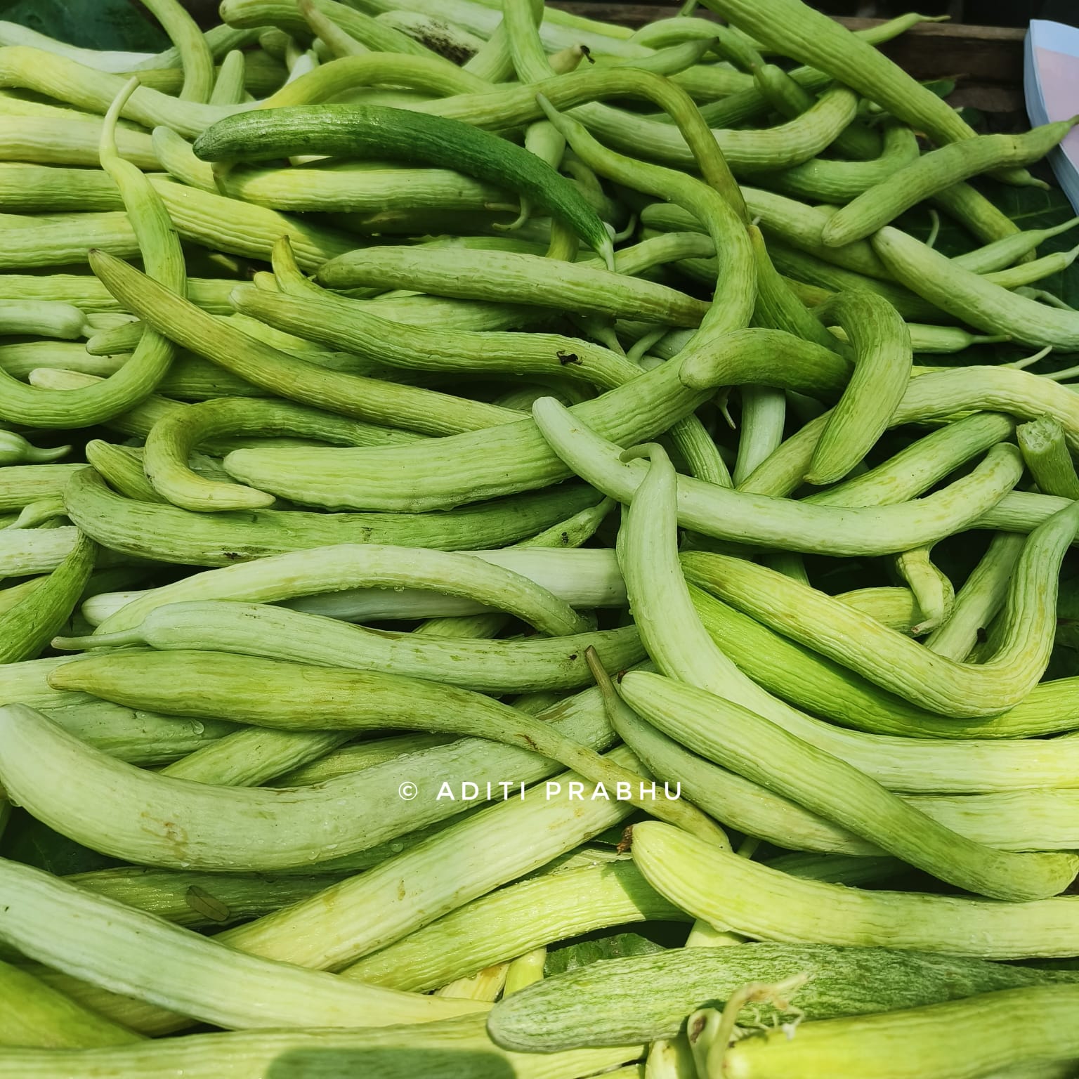 armenian cucumber