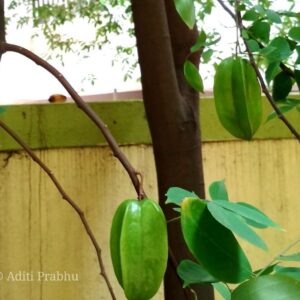 Carambola Tree