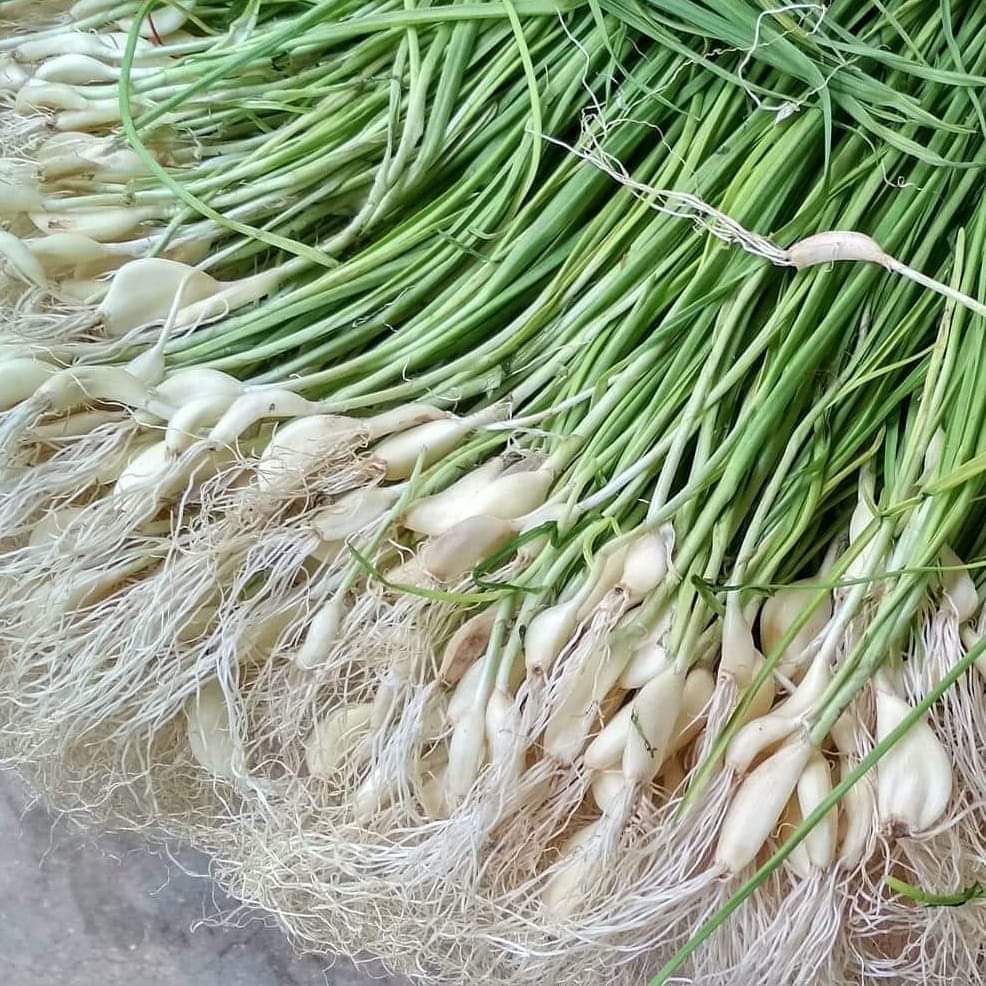 The flavorful Green Garlic and its nutritional benefits - Nutritionist  Aditi Prabhu
